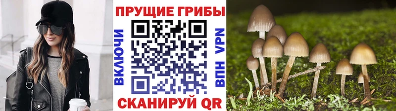 купить закладку  кракен ТОР  Галлюциногенные грибы Psilocybe  Иннополис 